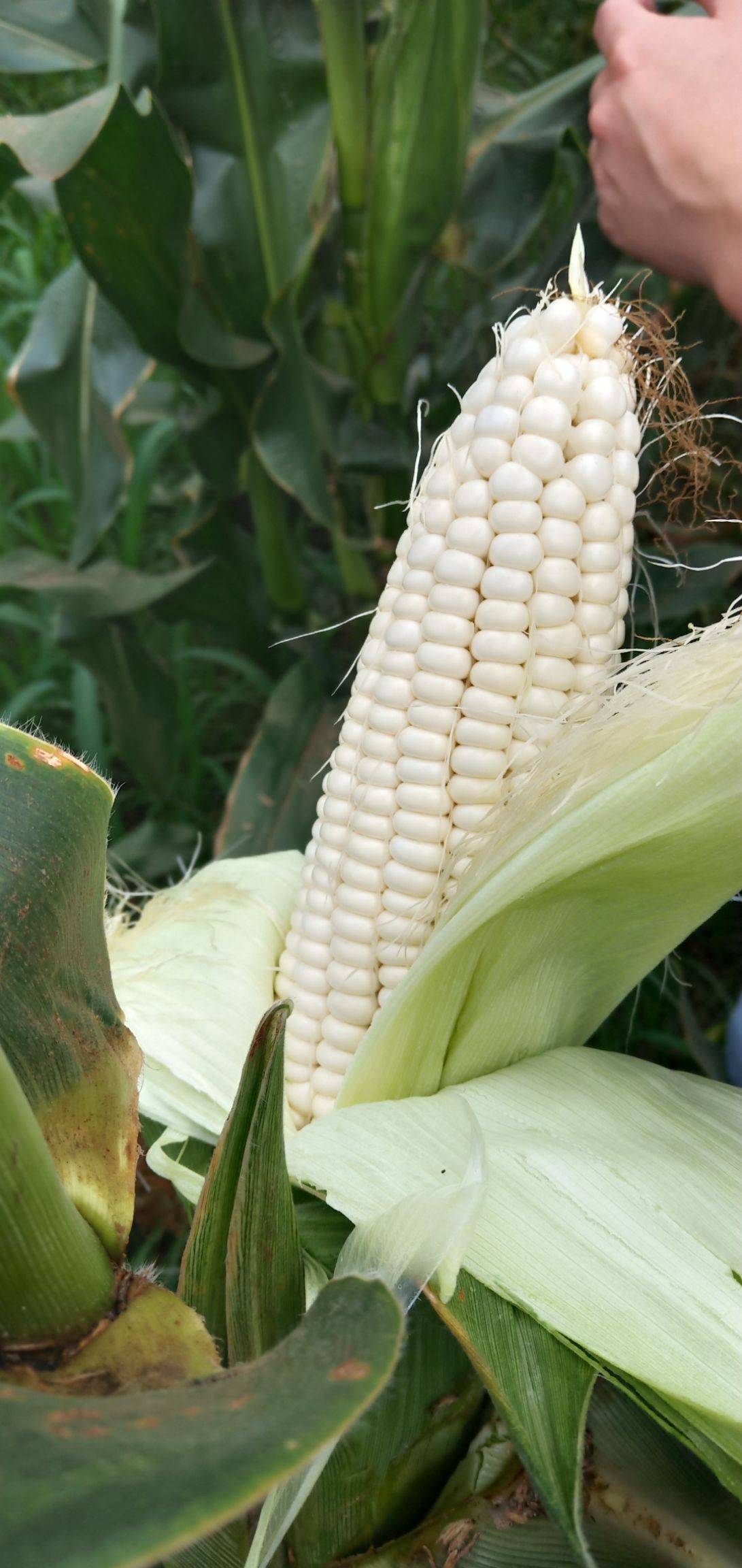  p data-id="swktabwa0zxl">万糯2000是河北省万全县华穗特用玉米种业