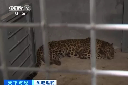 2021年5月杭州野生动物园金钱豹外逃事件