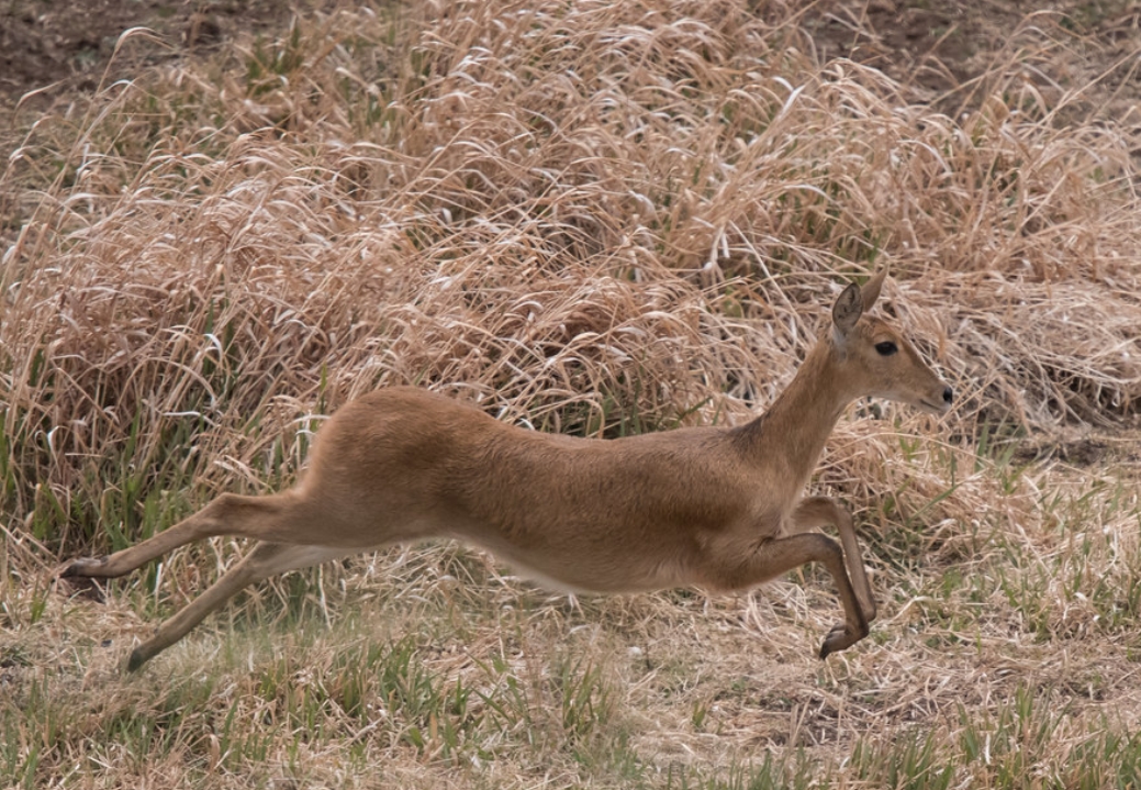 common reedbuck