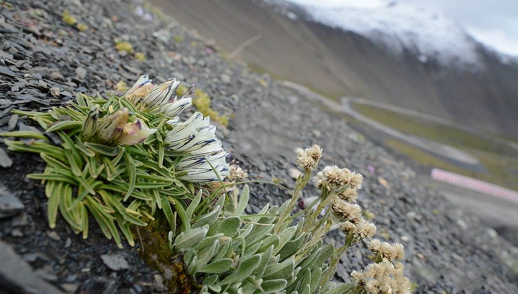 是龙胆科,龙胆属多年生 a target="_blank" href="/item/草本/541966