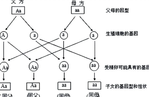 母系遗传_百度百科