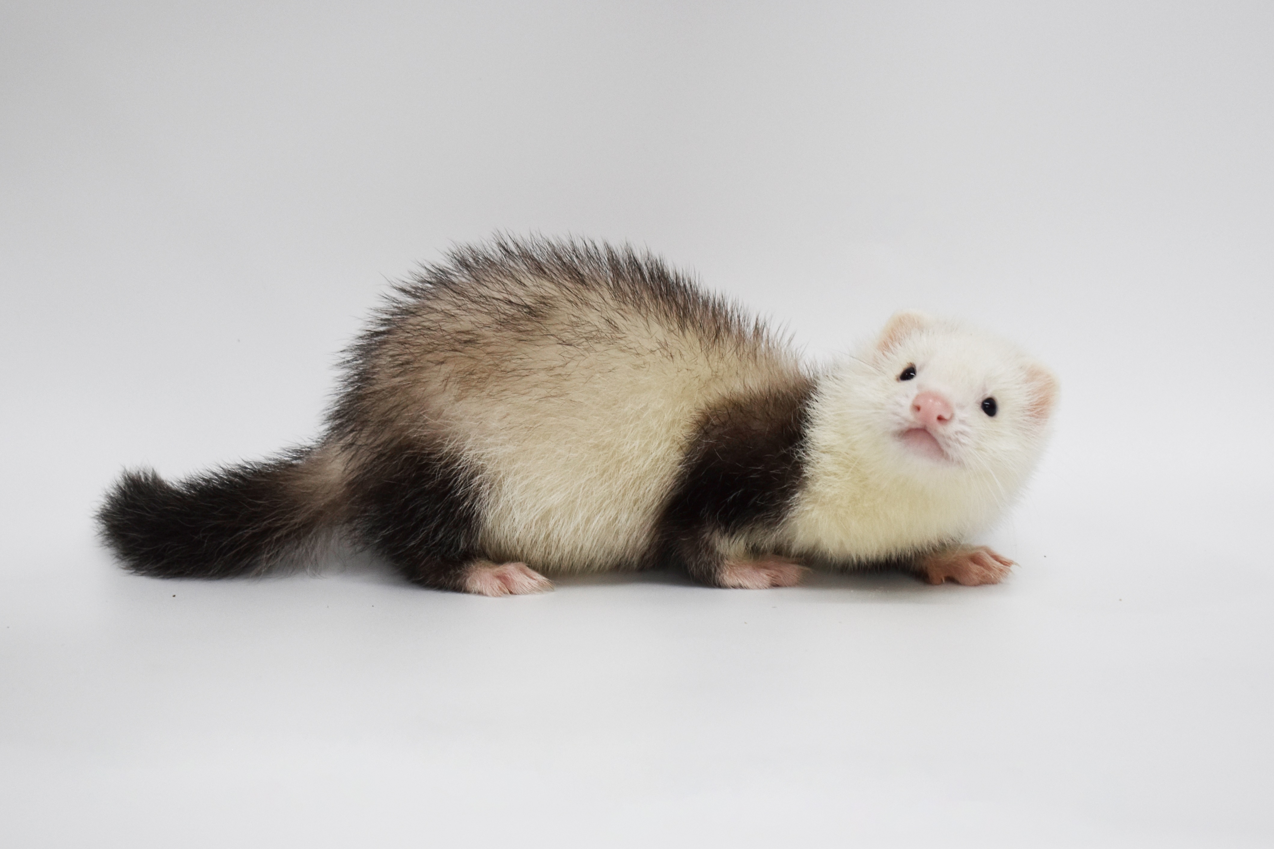 dragon ferret),又称小龙雪貂,属于较常见的宠物貂品牌之一,相比其它