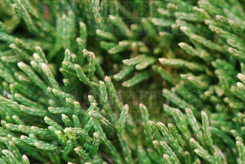  p>鳞叶马尾杉( a href="#" data-lemmaid="8074290">学名 /a>:phlegm