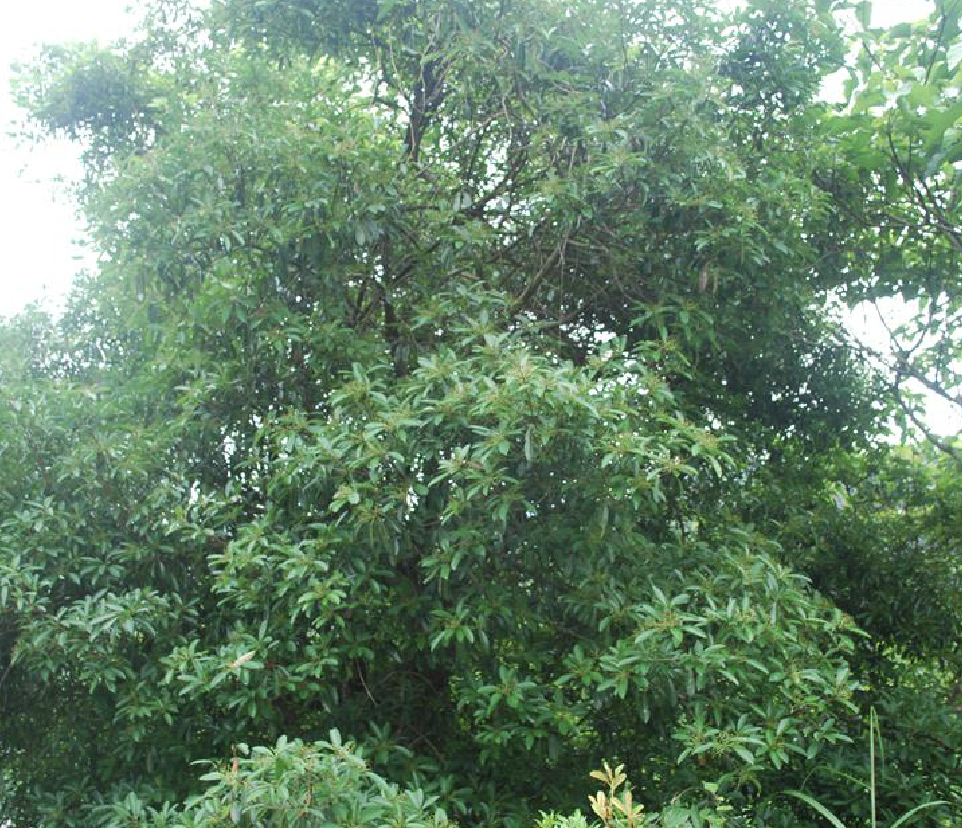  p>椤木石楠( i>photinia davidsoniae /i> rehd. et wils.