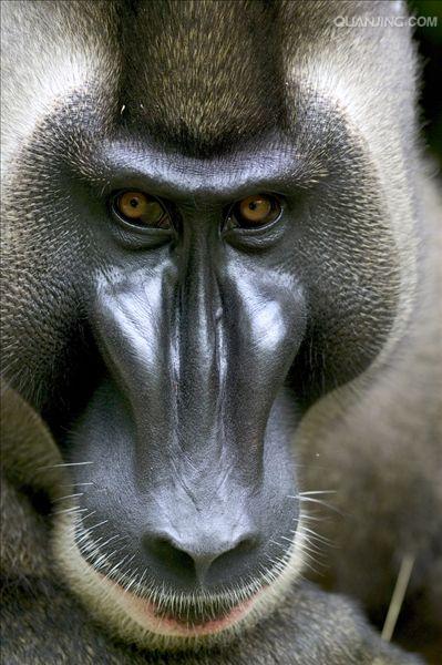  p>鬼狒(拉丁学名: i>mandrillus leucophaeus /i>)在外表上与山魈
