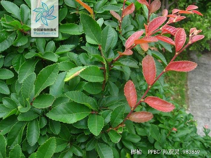  p>榔榆(拉丁学名: i>ulmus parvifolia jacq /i>)别称:小叶榆.