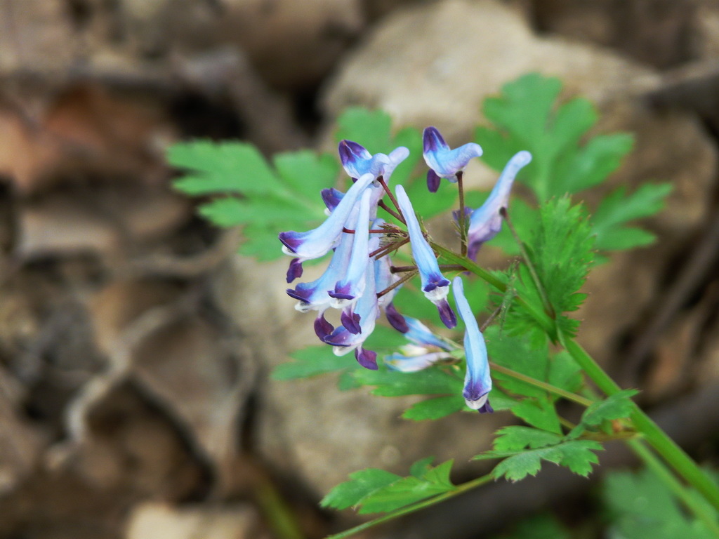 shensiana /i> liden)是罂粟科 a target="_blank" href="/item/紫堇