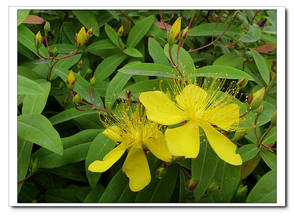  p>金丝桃(拉丁学名: i>hypericum monogynum l.