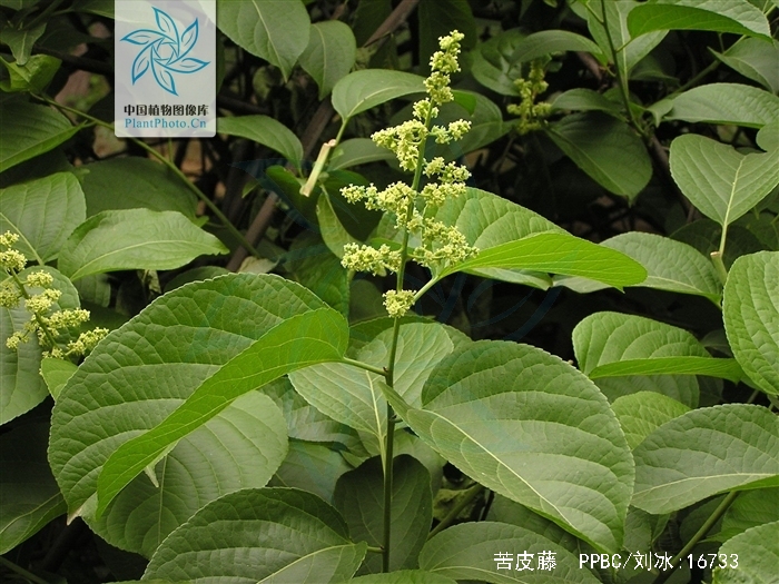  p>苦皮藤(学名: i>celastrus angulatus /i> maxim.