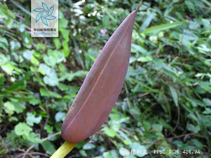  p>爬树龙,中药名.