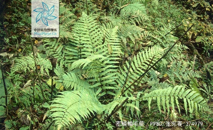  p>密鳞鳞毛蕨(学名: i>dryopteris pycnopteroides /i> (christ) c.