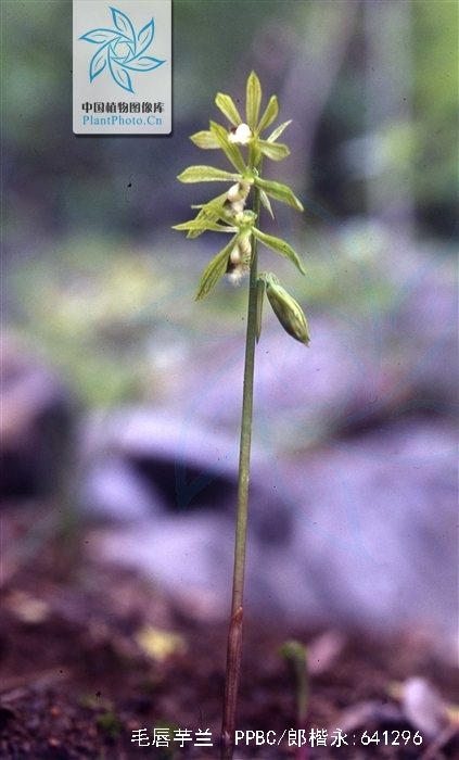  p>毛唇芋兰(学名: i>nervilia fordii /i> (hance) schltr.