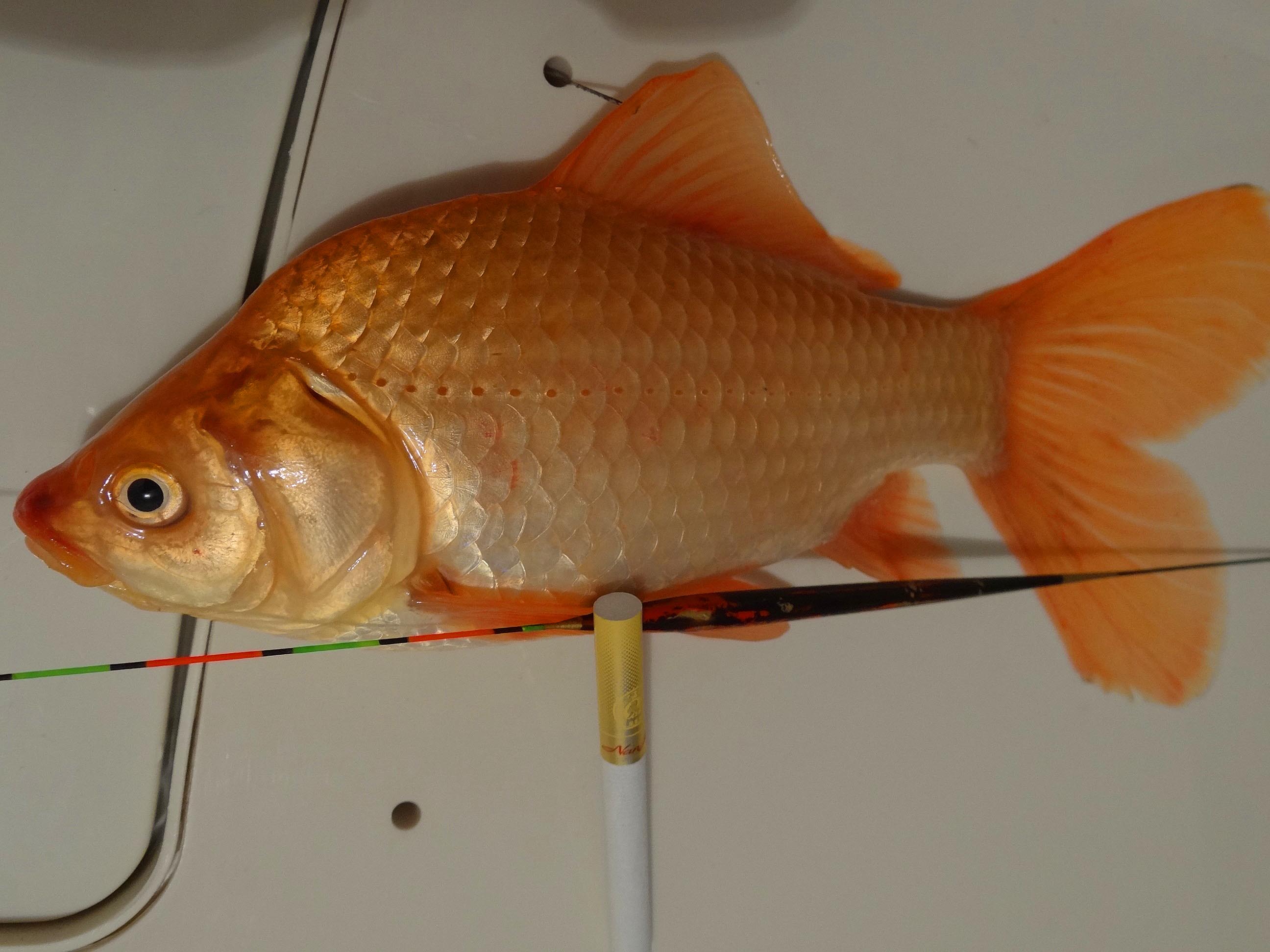 的金鱼品种,形状与普通 a target="_blank" href="/item/鲫鱼/322414"