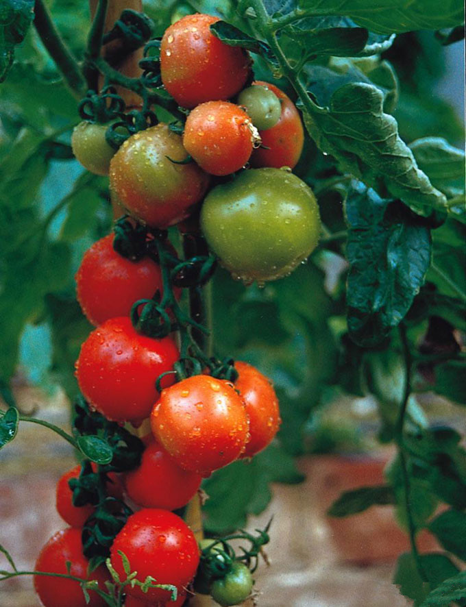  p>番茄树又名木本树番茄,属多年生茄科四季常青灌木.