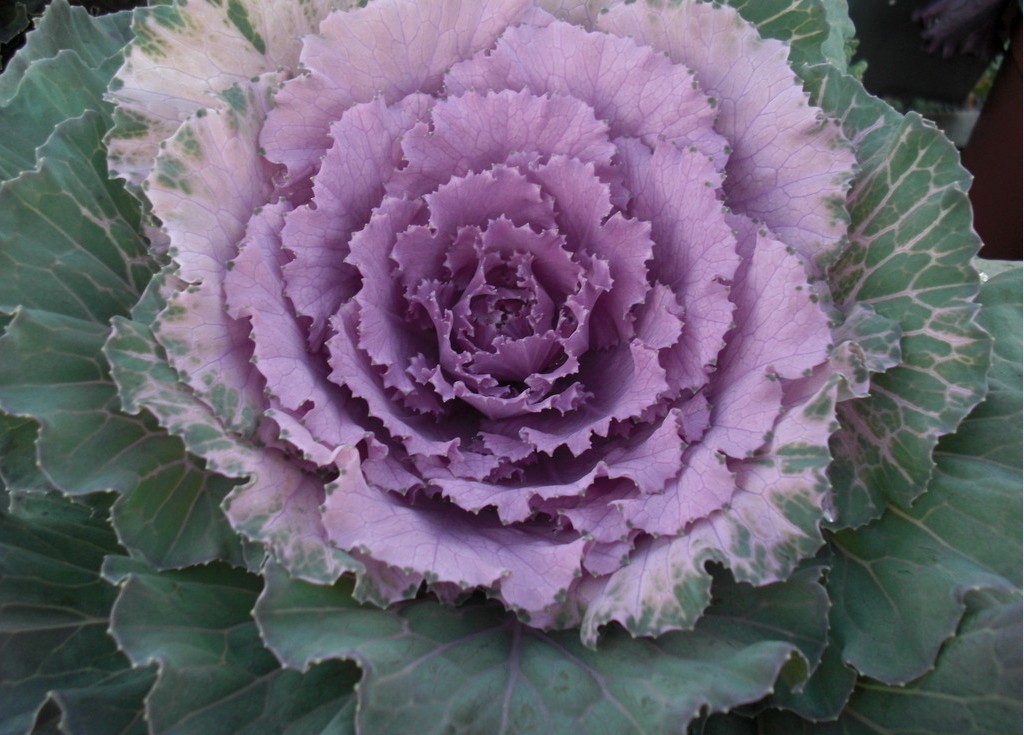 常异花授粉植物