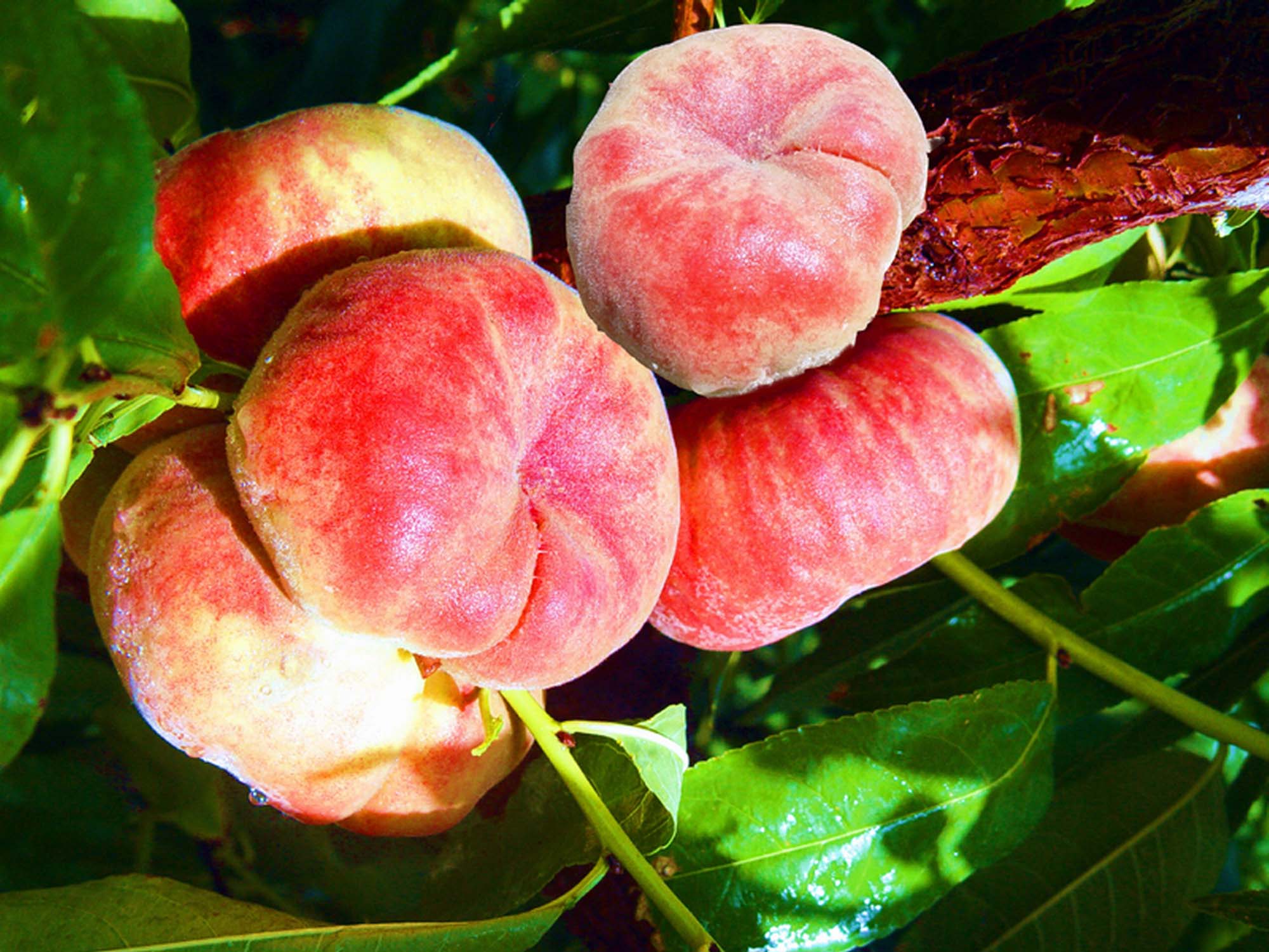  p>蟠桃(学名: i>prunus persica compressa /i>)是 a target="