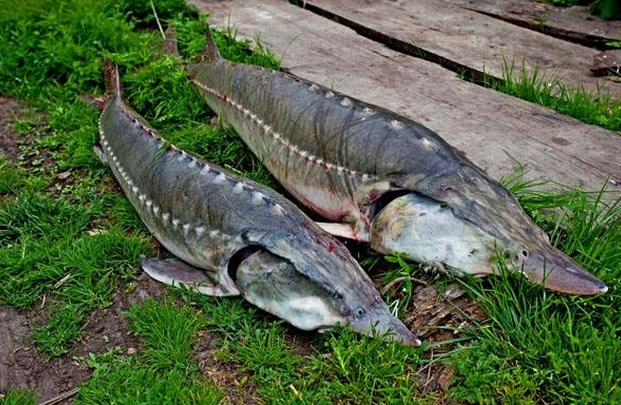  p>史氏鲟(学名: i>acipenser schrenckii /i>):是中国 a target="