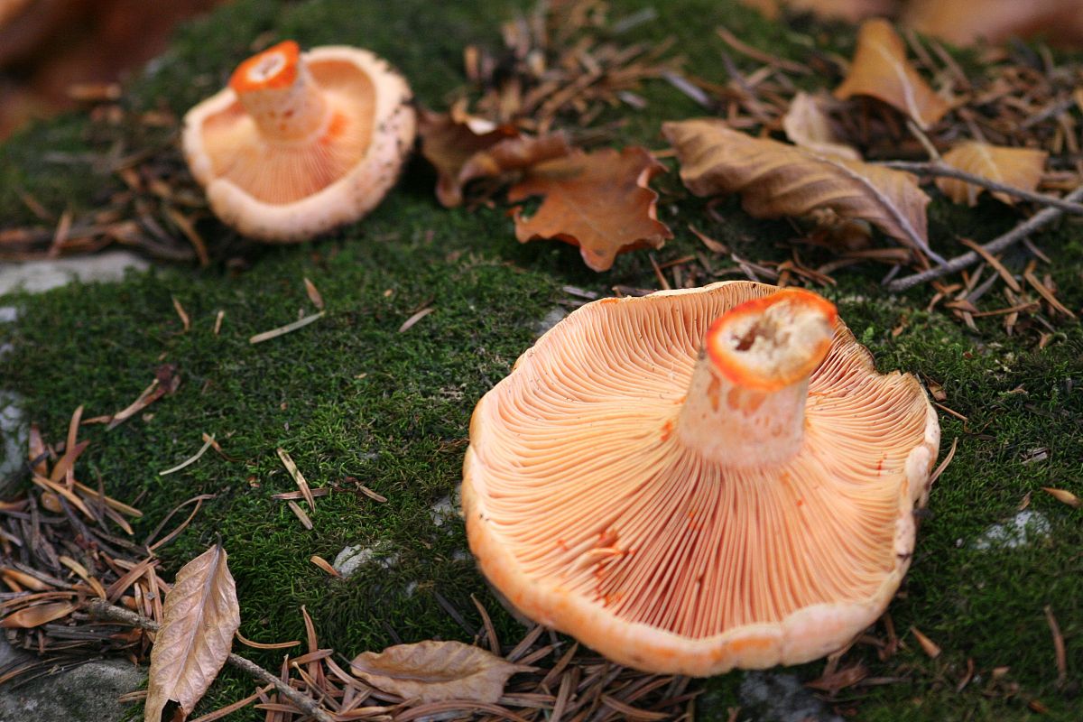  p> a target="_blank" href="/item/松乳菇">松乳菇 /a>(lactarius