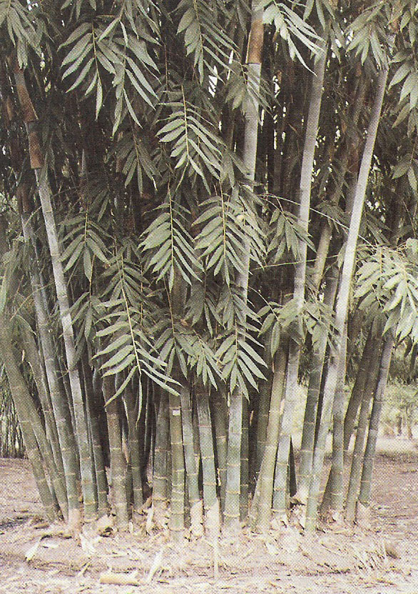 albociliata(munro)kurz), 别名:白缘毛硕竹,白纤毛滇竹,版纳龙竹.