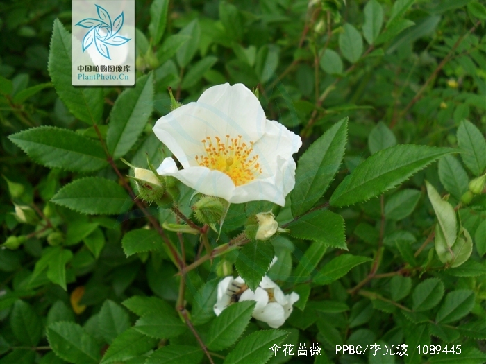  p>伞花蔷薇(学名: i>rosa maximowicziana /i> regel)有刺小 a href=