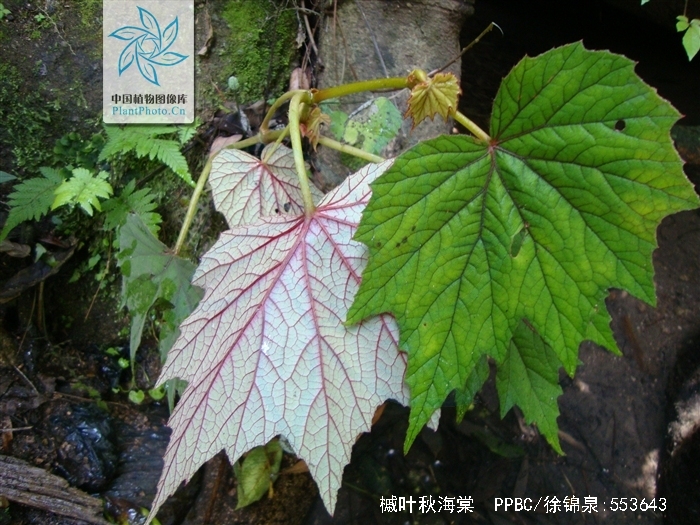 槭叶秋海棠