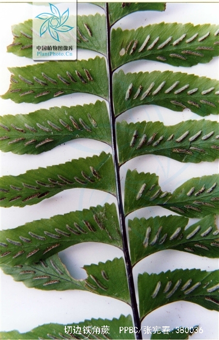切边铁角蕨
