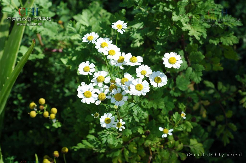  p>短舌匹菊(学名:pyrethrum parthenium (l.) sm.