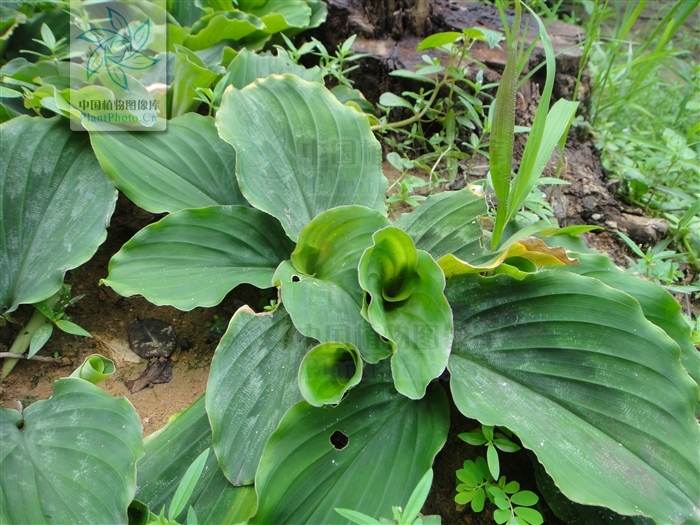 矮小草本,具块状根茎,须根常膨大,无明显 a target="_blank" href="