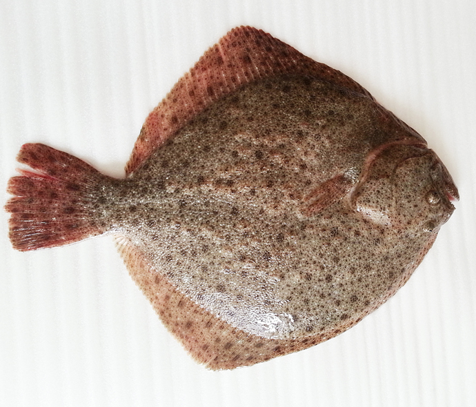  p>多宝鱼是 a href="#" data-lemmaid="679400">大菱鲆 /a>( i>