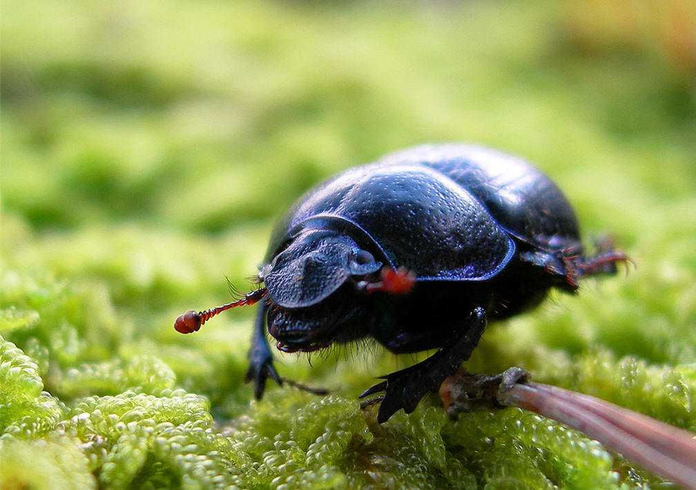 dung beetle