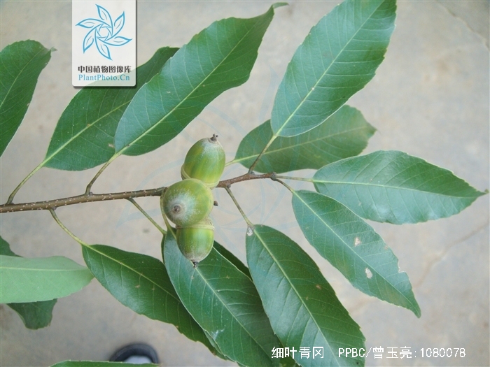  p>细叶青冈,(cyclobalanopsis myrsinaefolia (blume) oerst.).