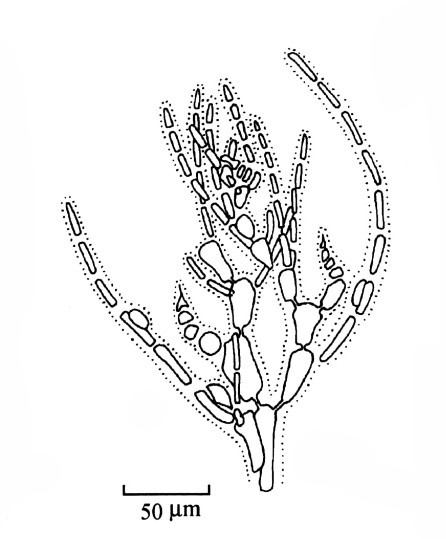  p>对丝藻的藻体纤细,丝状,丛生,由单列细胞组成,高0.5~1.