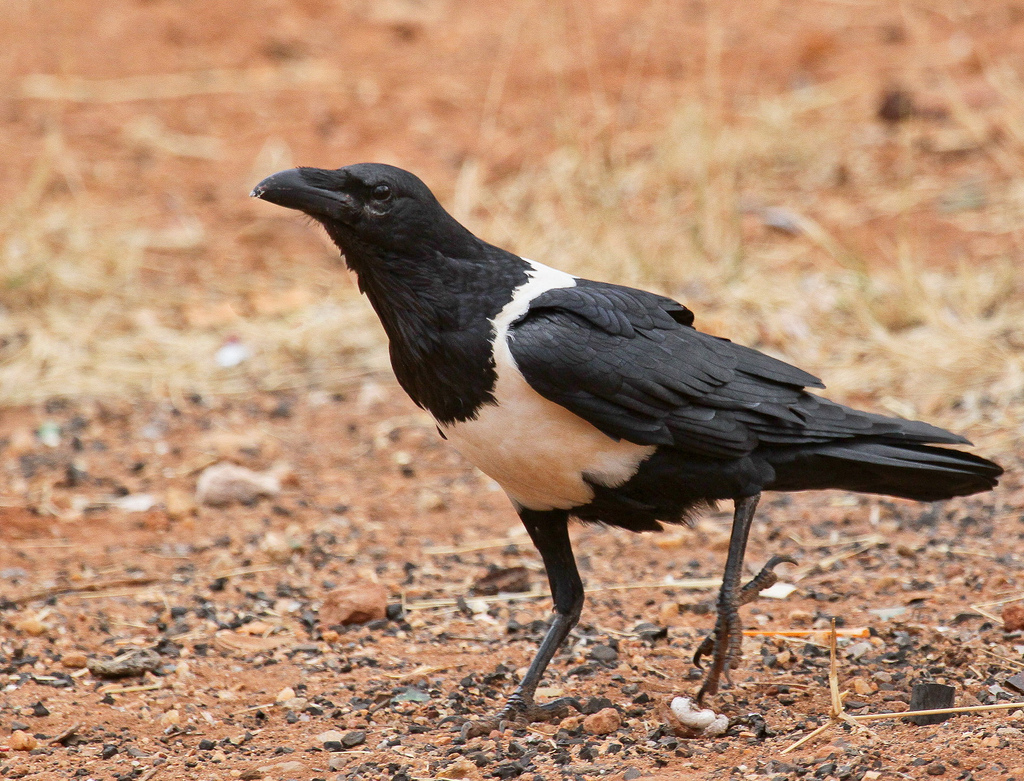 "10443481">鸦科 /a> a target="_blank" href="/item/鸦属/10443549"