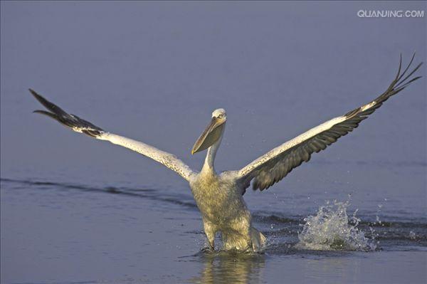 potamogeton crispus l