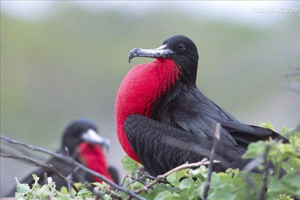  p>军舰鸟(学名:fregata)是 a target="_blank" href="/item/鹈形目">