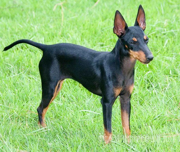 玩具曼彻斯特犬