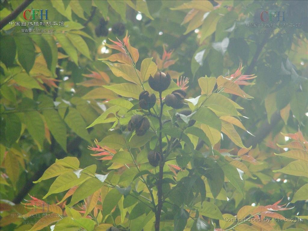  p>麻楝属( a href="#" data-lemmaid="8074290">学名 /a>: chukrasia