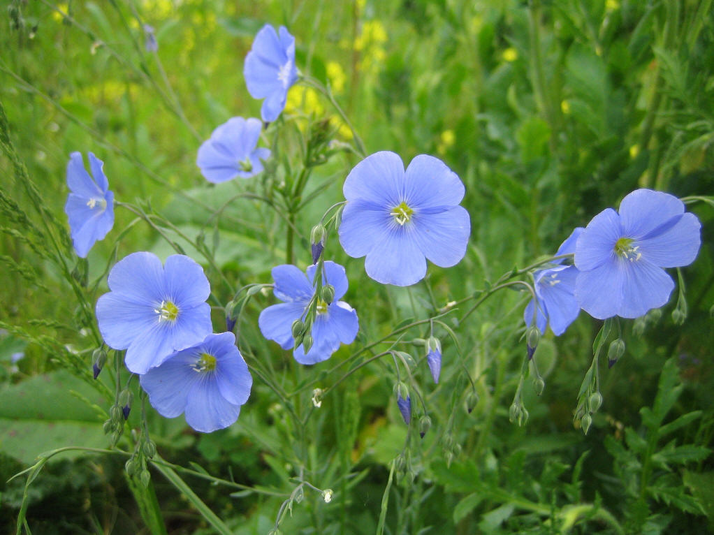 亚麻科(学名:linaceae)是 a target="_blank" href="/item/双子叶植物
