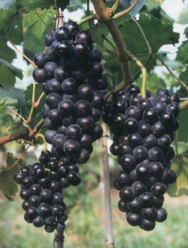 黑丰葡萄