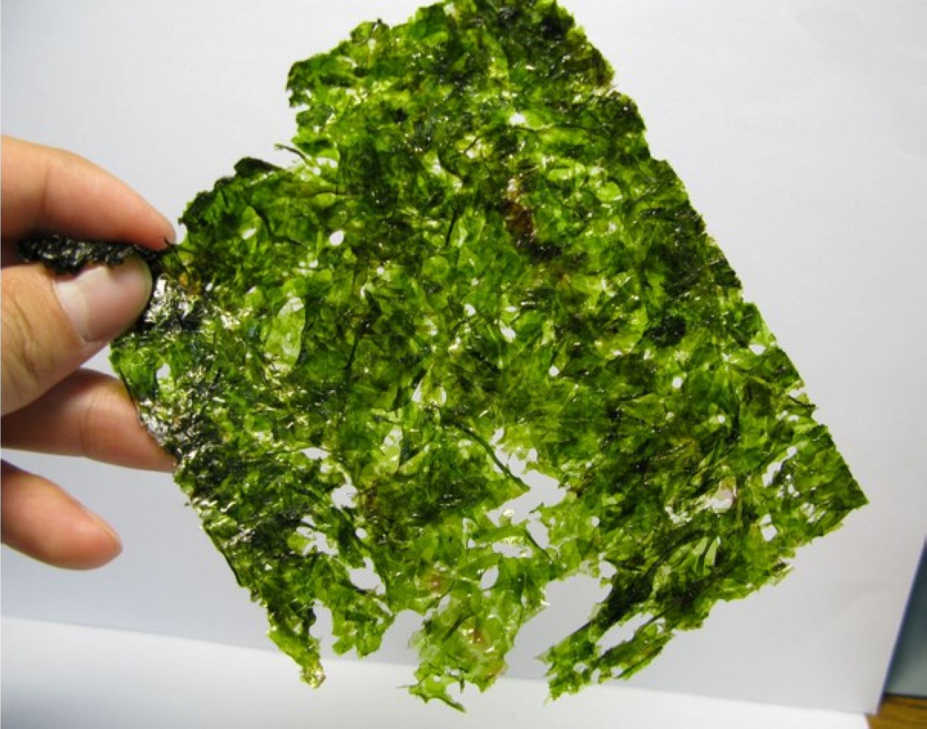 藻体简单,单细胞,丝状体或膜状体,弥散生长.