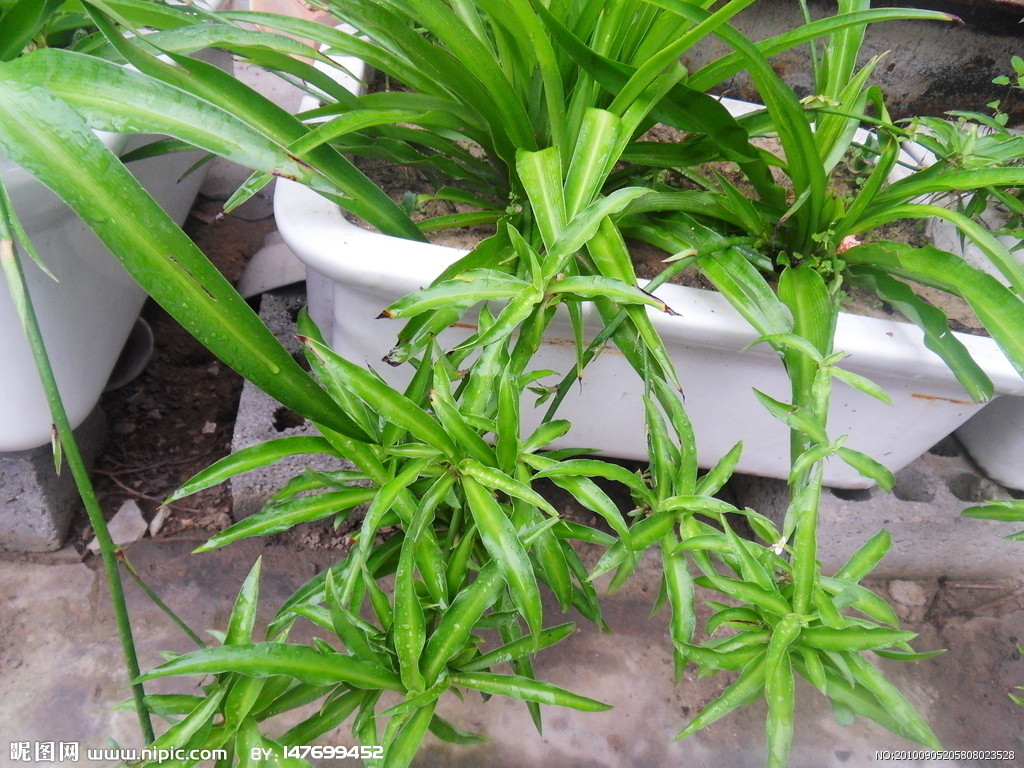 无性繁殖(植物)