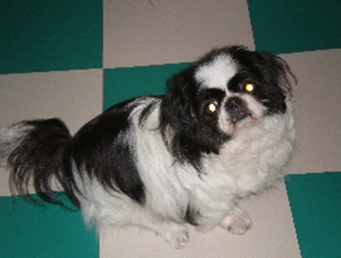 ctrid="tiohxutkx3va">日本狆是极小型犬<