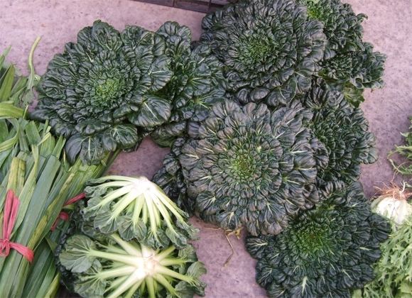  p>塌棵菜(学名: i>brassica narinosa /i> l. h.