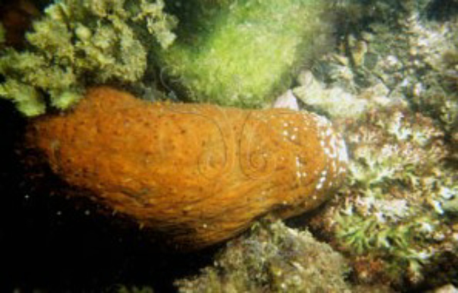  p data-id="gn761gh7fj">白底辐肛参,又名赤瓜参, 白底靴参, 靴海参