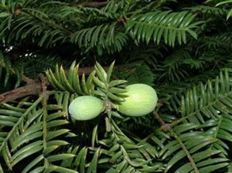 美国加利福尼亚州