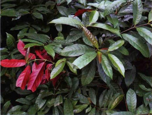 p>红背桂花(学名: i>excoecaria cochinchinensis  /i>lour.