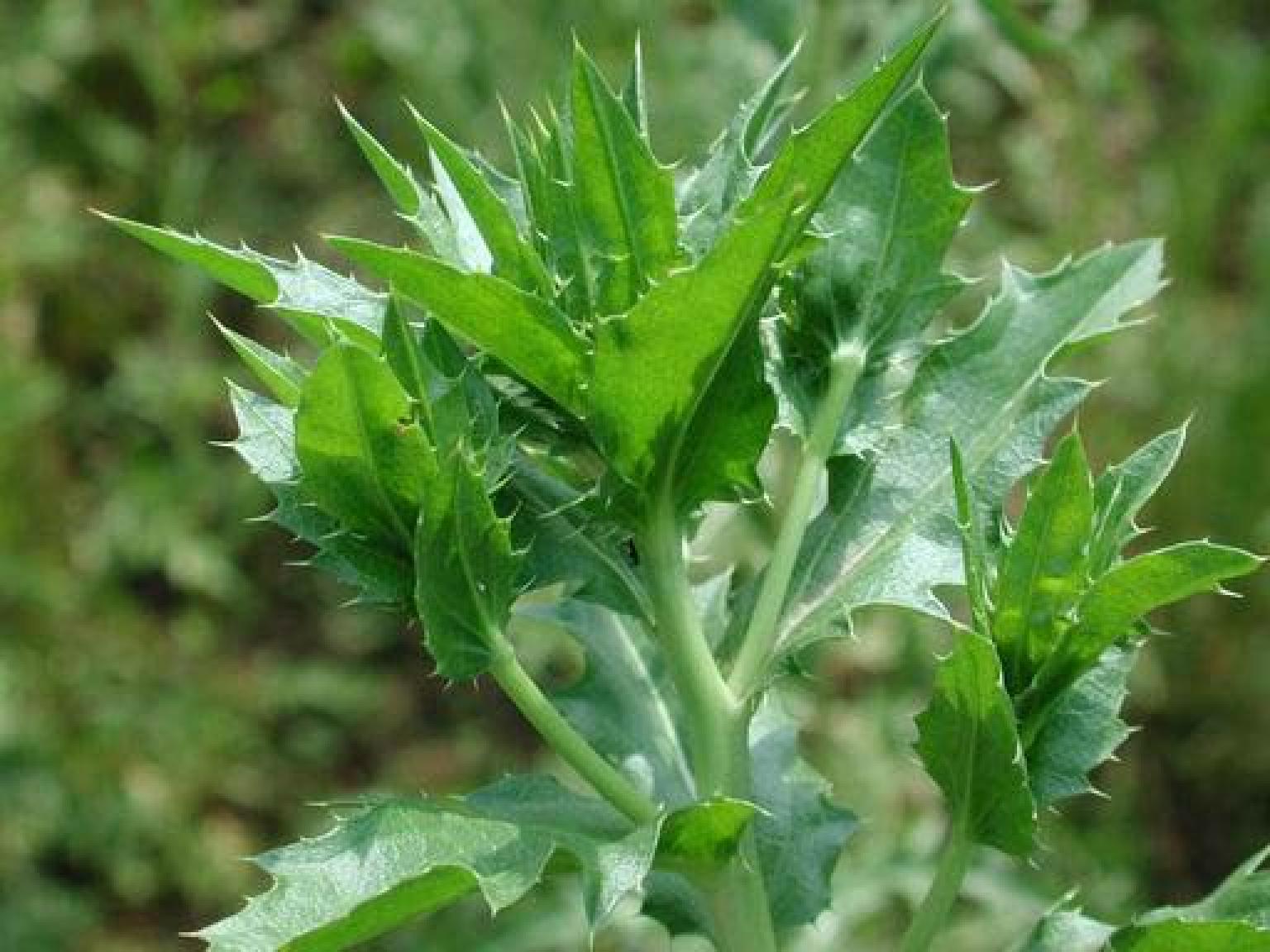  p>荆芥(学名: i>nepeta cataria /i> l.