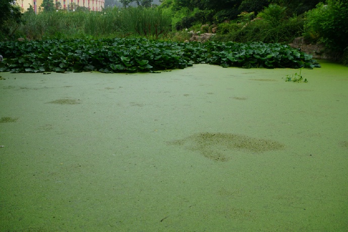 wimmer)是浮萍科,芜萍属飘浮 a target="_blank" href="/item/草本