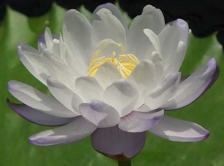  p>黑睡莲(学名: i>nymphaea /i>  i>atrans /i> s.w.l.