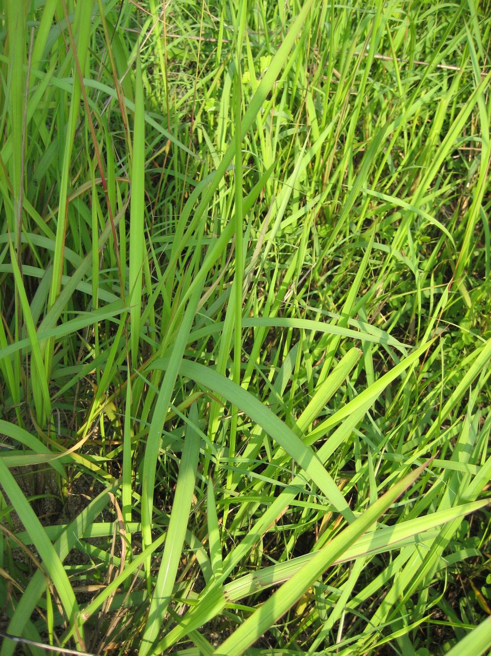 kuntze),禾本科茅根属草本植物,须根细而柔韧;叶鞘无毛,叶片为